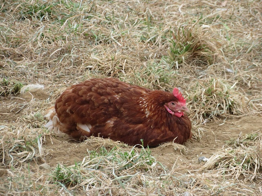 A hen sitting by herself in the run