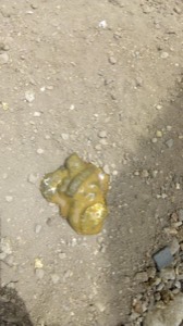 Loose droppings on the coop floor