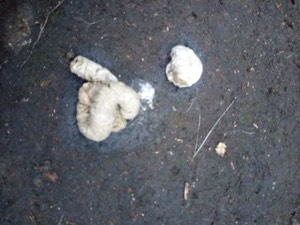Normal droppings