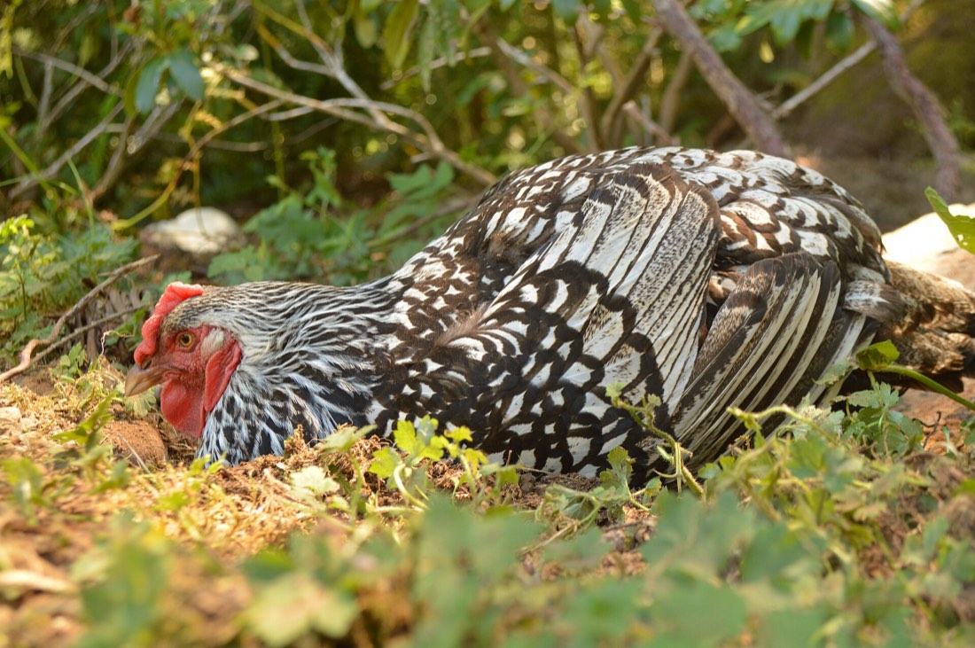 A hen taking a dust bath