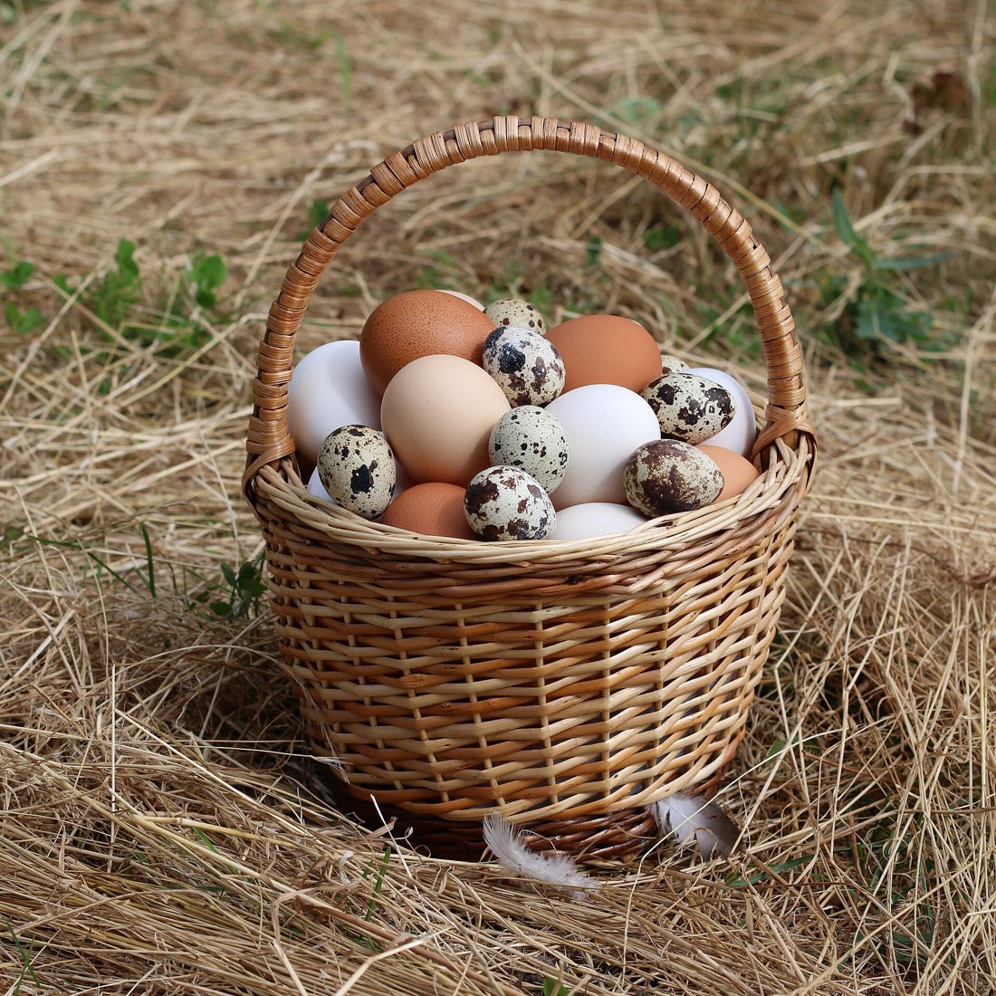 Eggs in a basket in autumn