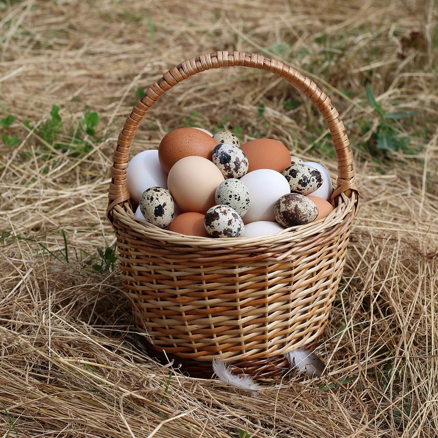 Eggs in a nest box