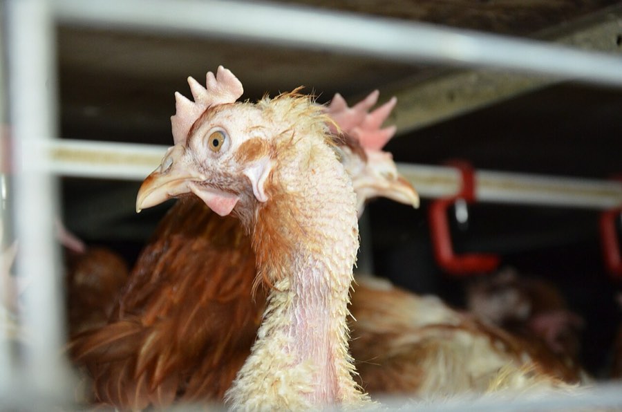 A hen with feathers missing at the neck