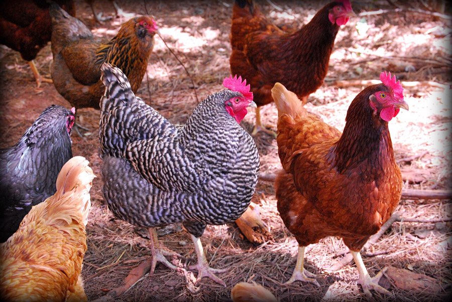 A flock of hens in the run