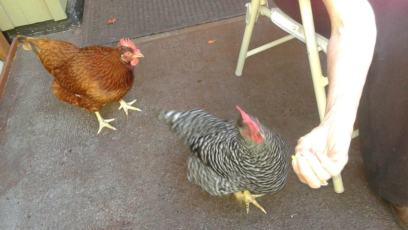 A keeper feeding two hens by hand