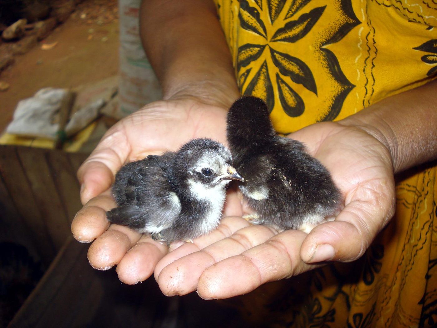 Two chicks held in a pair of hands