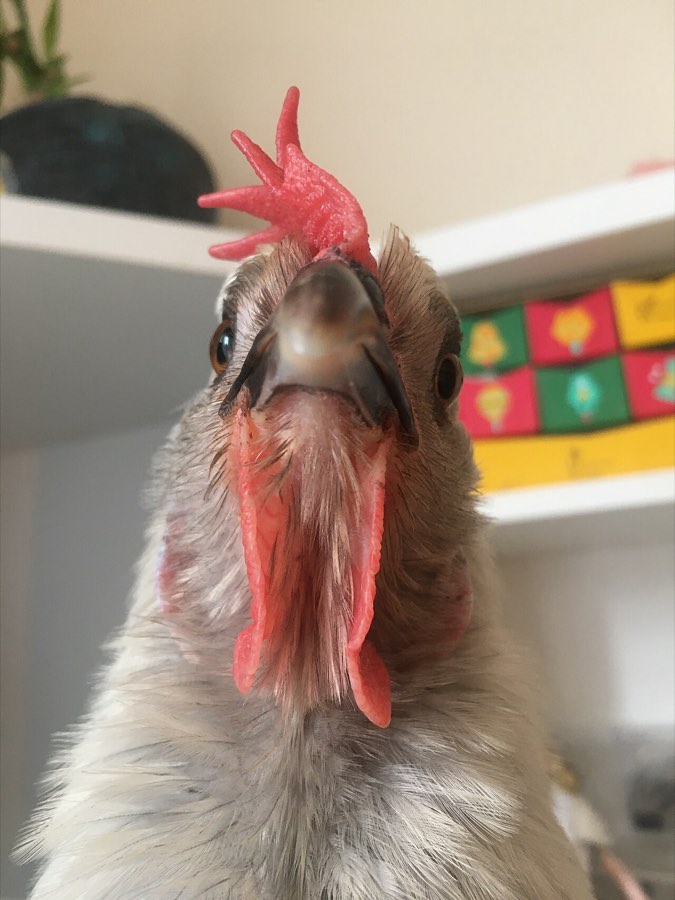 A hen's head and comb, close up
