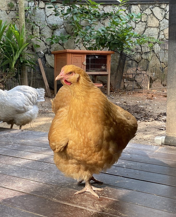 A buff Orpington with a pale comb