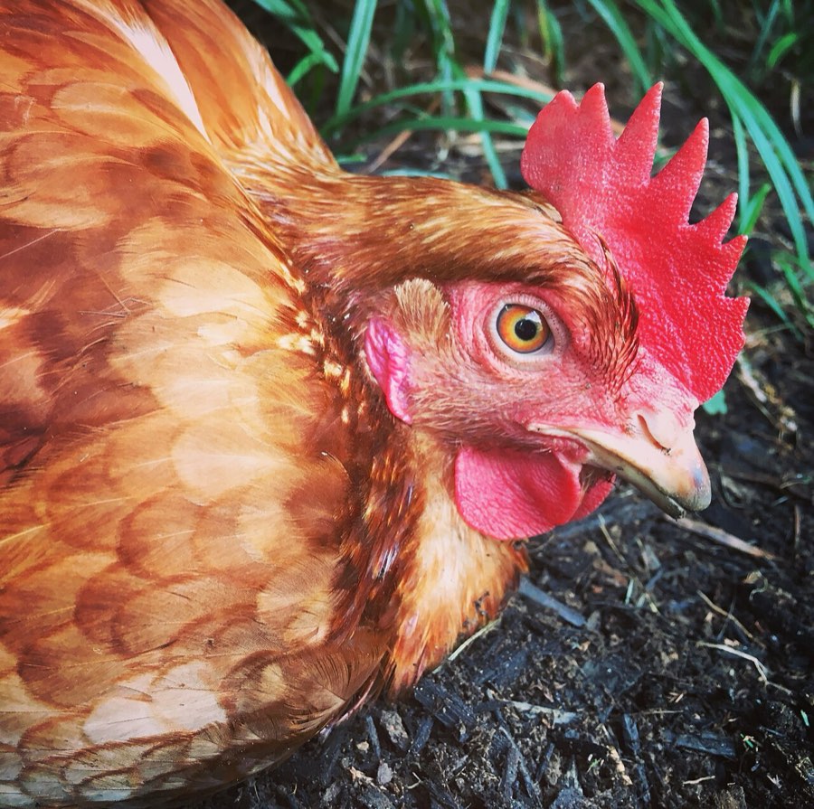 A Rhode Island Red hen