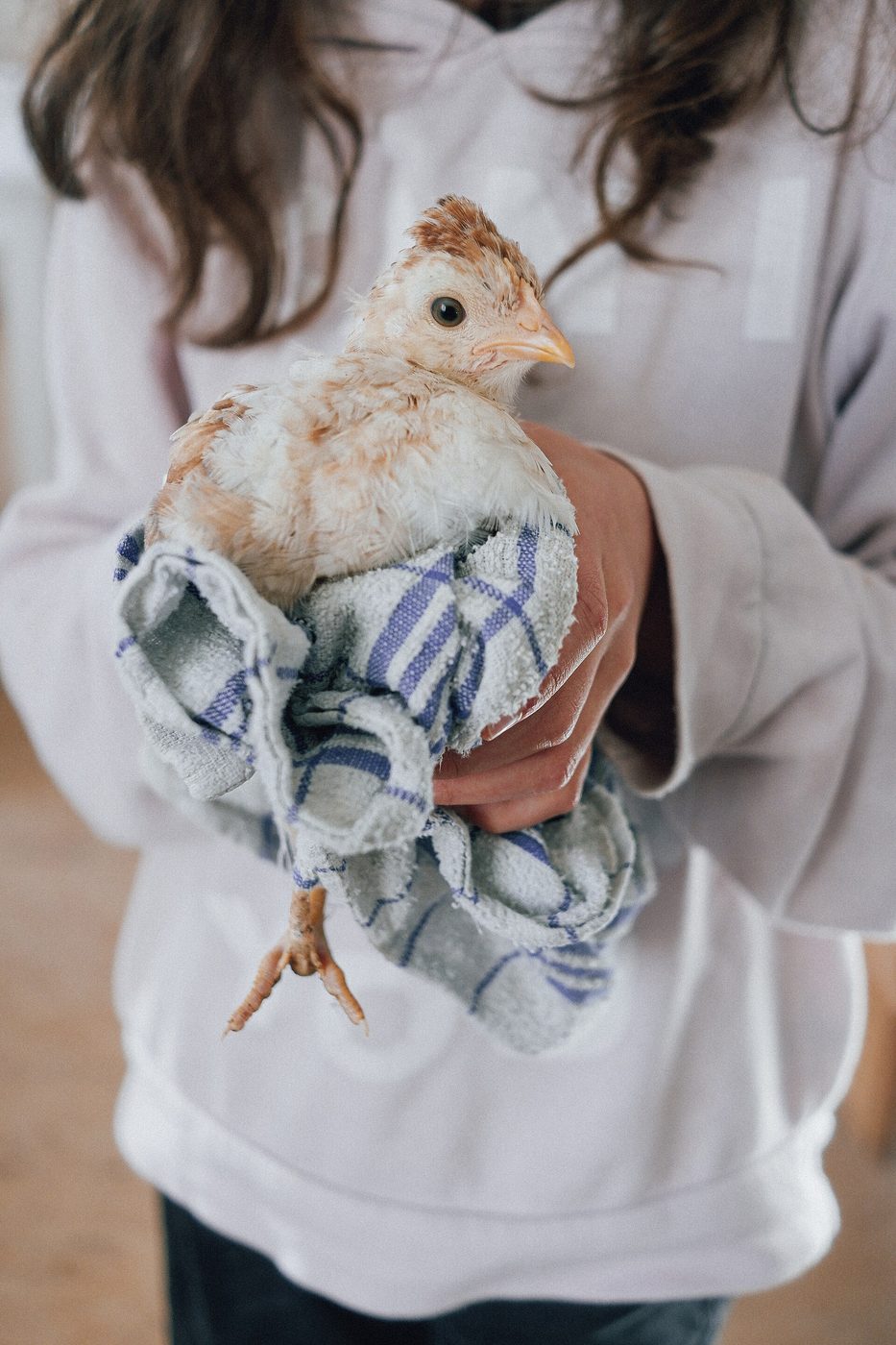A keeper holding one of her hens